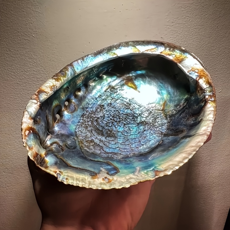 Abalone Kabuğu Saksıları, Abal - Outdoor Furniture Material incelemesi ve fiyatı
