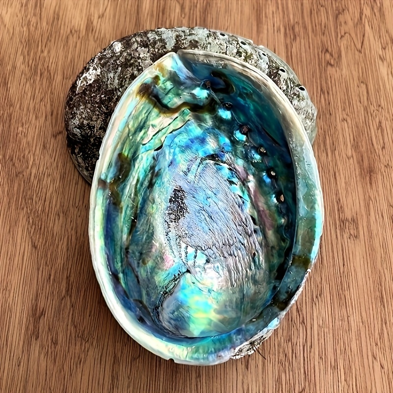 Abalone Kabuğu Saksıları, Abal - Outdoor Furniture Material incelemesi ve fiyatı